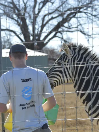 Intern at Black Beauty Ranch