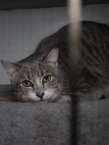 Grey cat on dirty cat tree behind bars during alleged cruelty rescue
