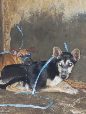 Two dogs tied up in Indonesia dog meat slaughterhouse