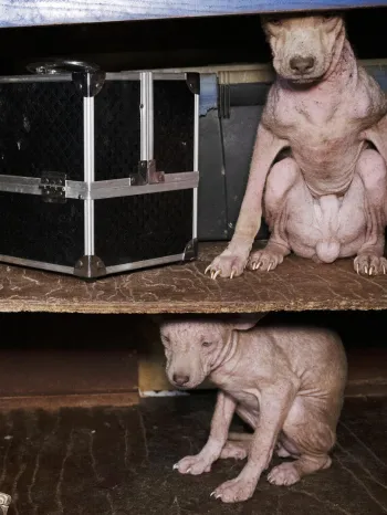 The image shows two hairless dogs sitting inside a blue wooden cabinet with two shelves.