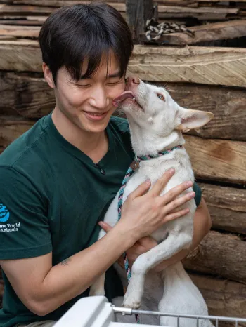 Indonesian dog meat trade rescued white dog March 2026