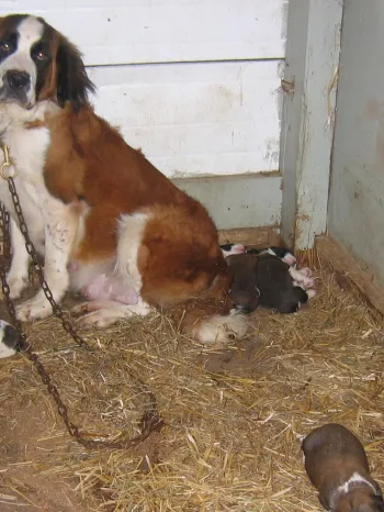 A large Saint Bernard dog chained in a small, enclosed space with a straw-covered floor.