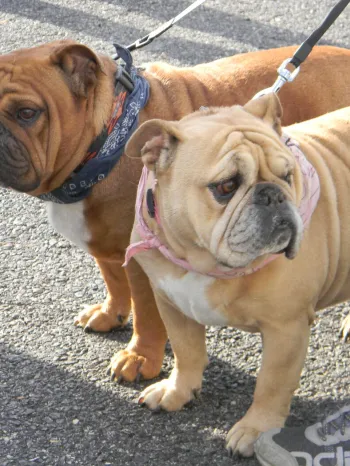Two bulldogs on leashes