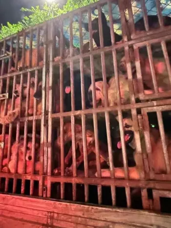 A large metal cage mounted on a vehicle, filled with numerous dogs