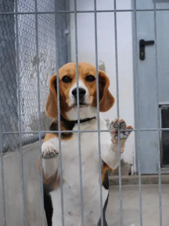 A beagle at the gate of a lab