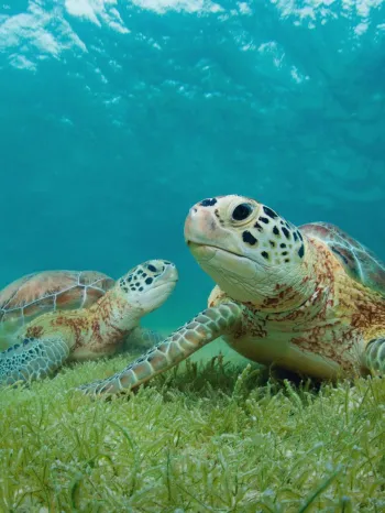 Sea turtles
