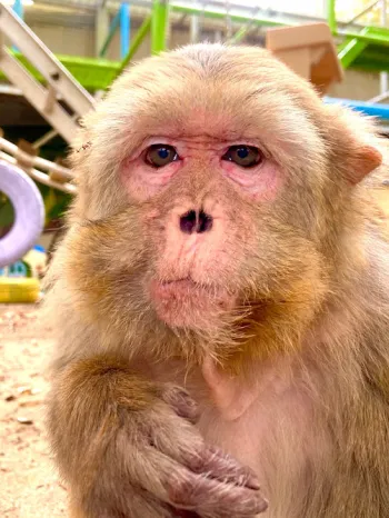 Nanette, a rhesus macaque.