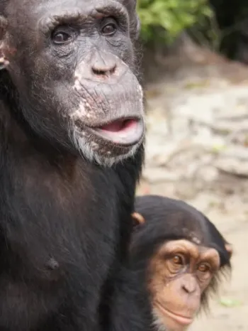 Chimpanzee Jiminy Cricket on Island 2 of Second Chance Chimpanzee Refuge Liberia