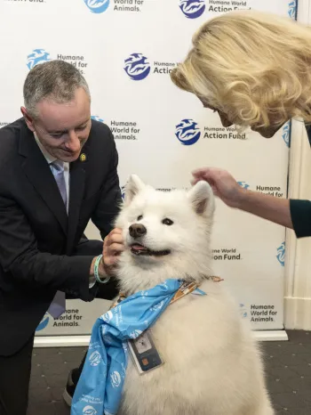 group of people petting a dog