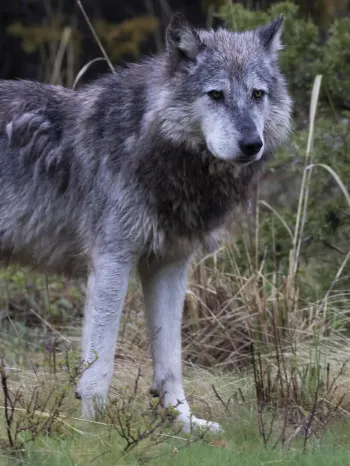 a lone wolf standing in a natural, forested setting