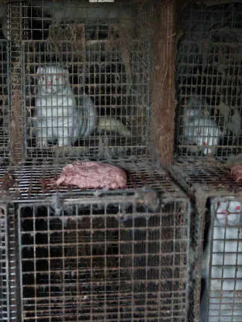 Several white mink confined in small, wire cages.