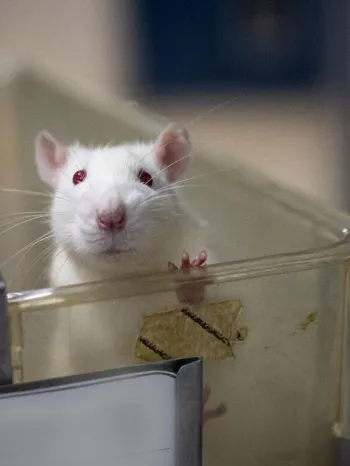 Rat used for research