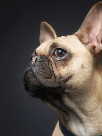 French Bulldog studio shot on a black background