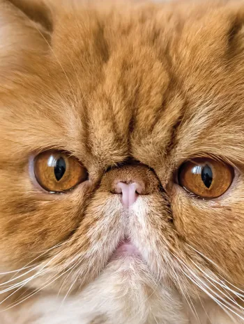 A close up of a red Persian cat