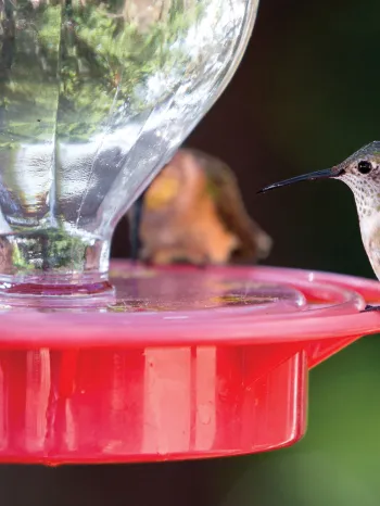 Hummingbirds at a feeder