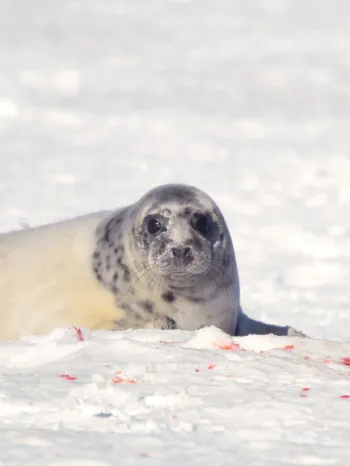 Grey seal in the snow with blood during the 2011 seal hunt in Nova Scotia, Canada
