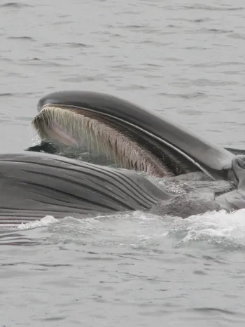 A Fin whale partially surfacing in the ocean