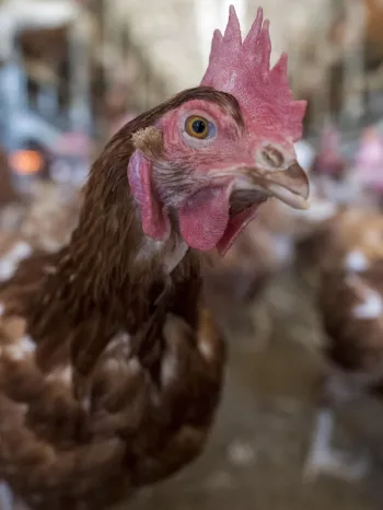Chickens in chicken house