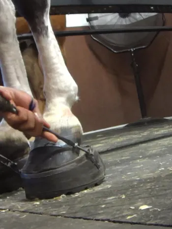 Someone “soring” a Tennessee walking horse to create an exaggerated and unnatural gait