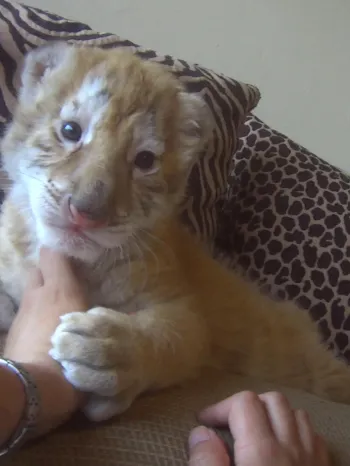 A person holding a tiger cub