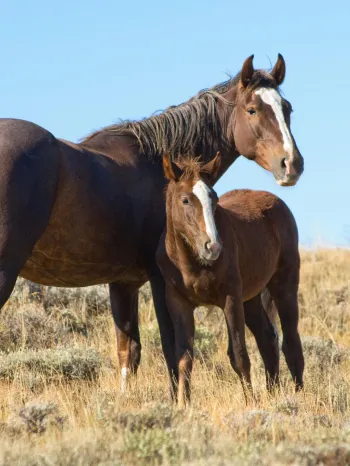  Two horses, one adult and one foal