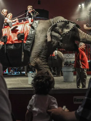 Circus scene where an elephant is carrying several children on its back in front of an audience.