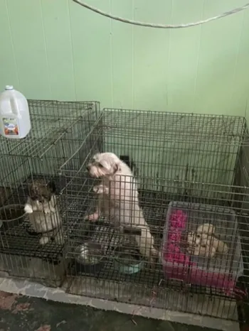  Two metal dog crates placed side by side