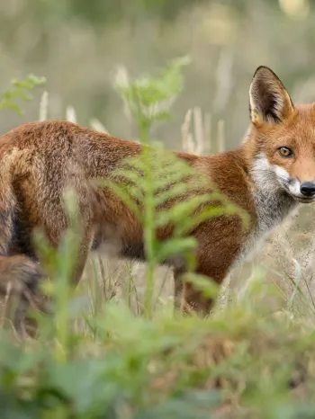 Fox in a field