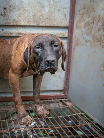 A dog with swollen paws is shown locked in a cage
