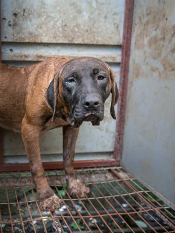 A dog with swollen paws is shown locked in a cage
