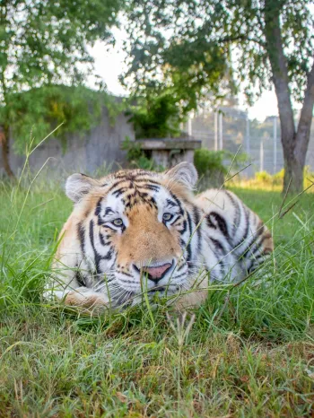 Tiger relaxing in grass
