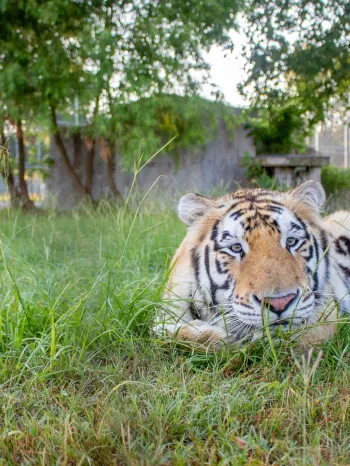 Tiger relaxing in grass
