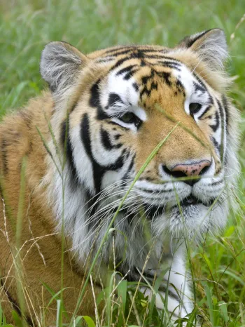 Loki the rescued tiger relaxing in grass