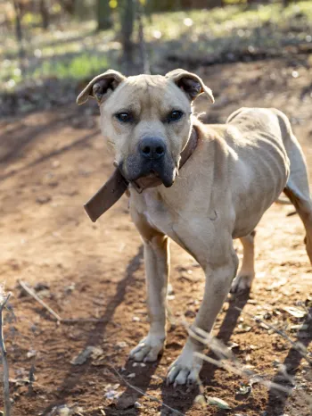 Underweight tan colored dog