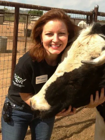 a person petting a cow