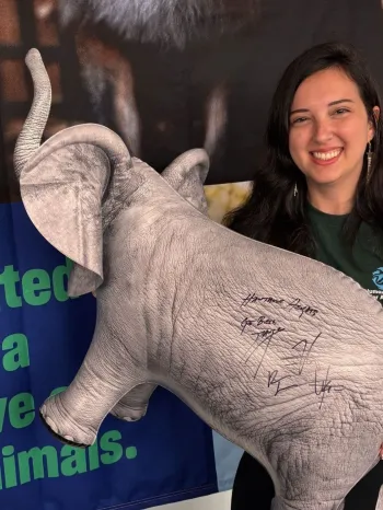 Hawthorn Heights autographed elephant