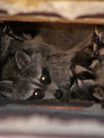 A group of raccoons inside a chimney