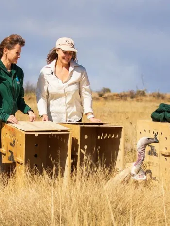 Release of rehabilitation vultures in South Africa