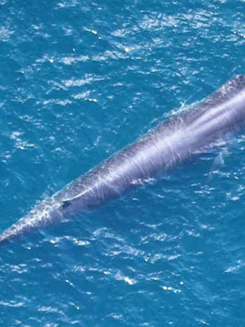 Rice’s whale (Balaenoptera ricei)
