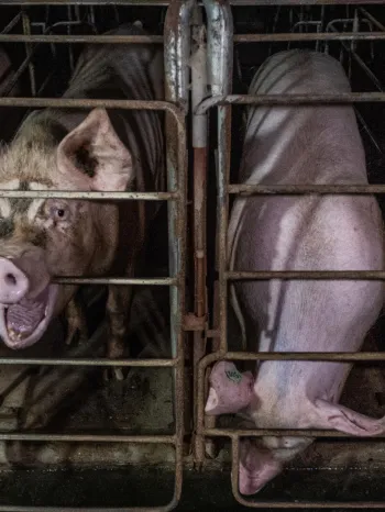 Four pigs confined in metal cages called gestation crates.