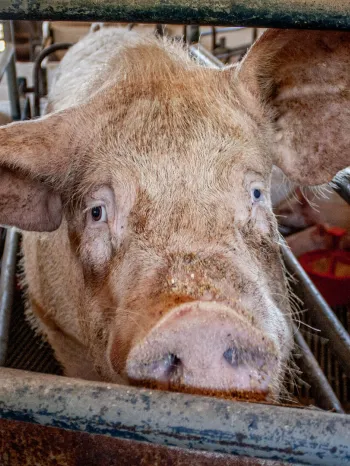 A sow stands in a narrow farrowing crate at an industrial pig farm. Her piglets walk around the tiny enclosure in the background.