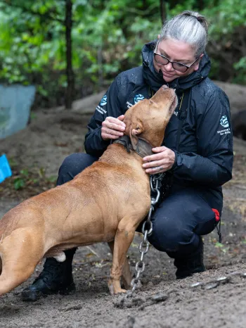 Person in a black rain jacket kneels in a muddy, wooded area with a large brown dog on a heavy chain.