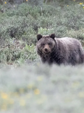A grizzly bear stands in a field of low, gray-green shrubs and wildflowers. 