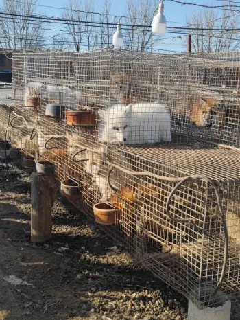  An outdoor farm area with rows of raised wire cages on concrete posts. Inside the cages are small animals