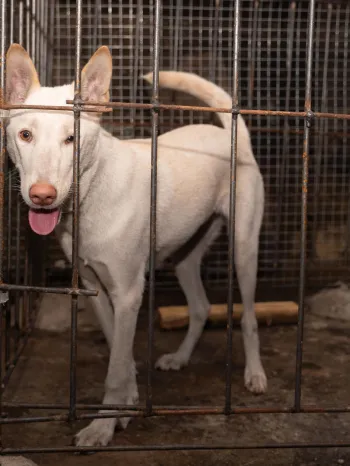 A white dog standing inside a metal cage.