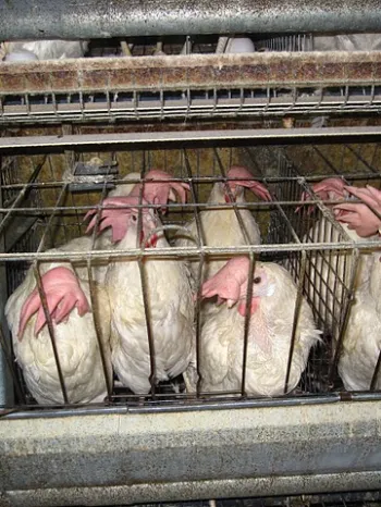 Hens confined to a battery cage in Iowa