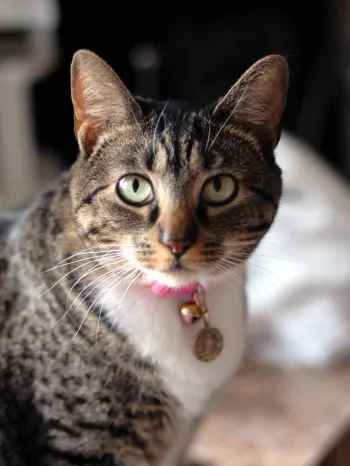 A tabby cat with a pink collar inside of a house