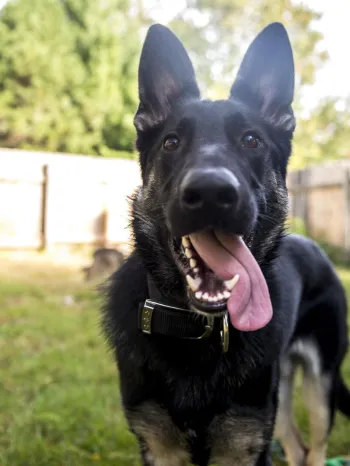 The image features a happy, black and tan German Shepherd standing in a fenced backyard.