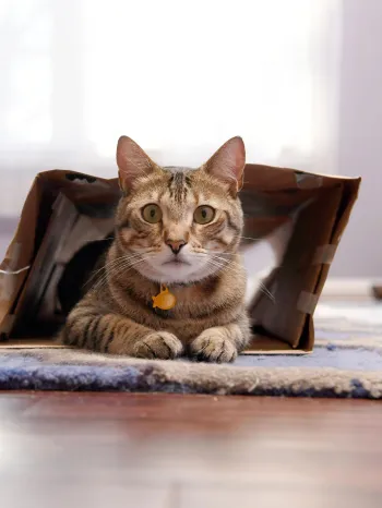 Cat sitting inside a paper bag looking towatd the camera.