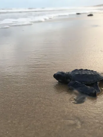 Olive Ridley sea turtle hatchling making its way to the ocean